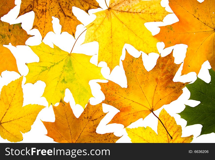 Maple leaves isolated on a white. Maple leaves isolated on a white