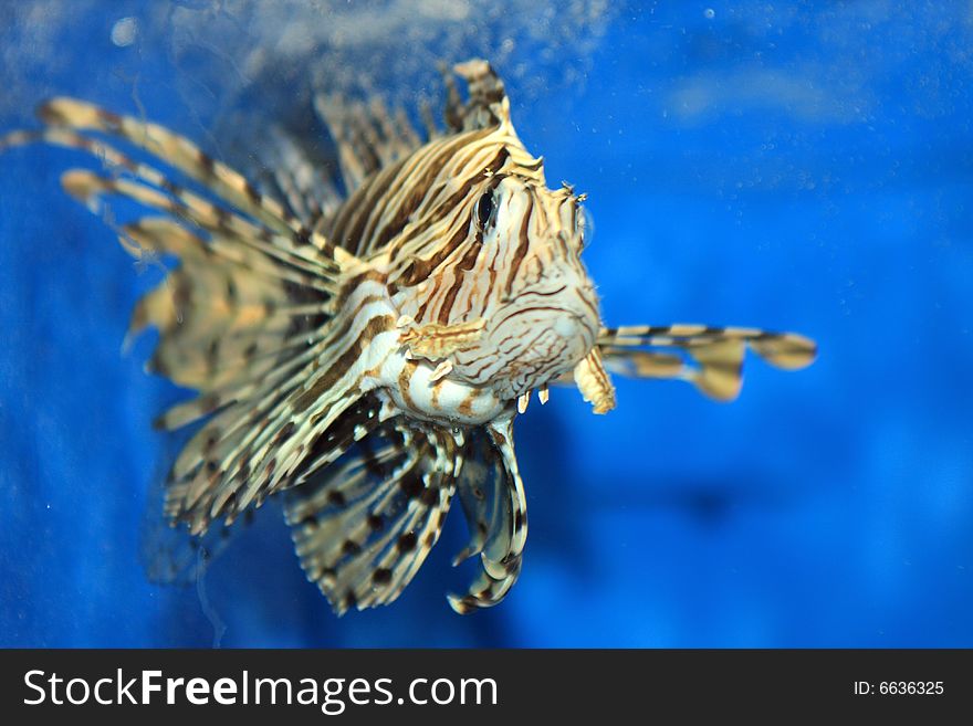 Lion fish swimming against blue backdrop