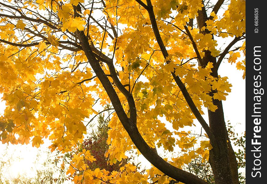 Multi-coloured autumn foliage in a sunny day. Multi-coloured autumn foliage in a sunny day