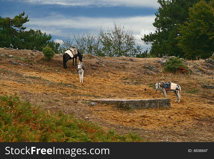 A mountain scene with horses in the background. A mountain scene with horses in the background