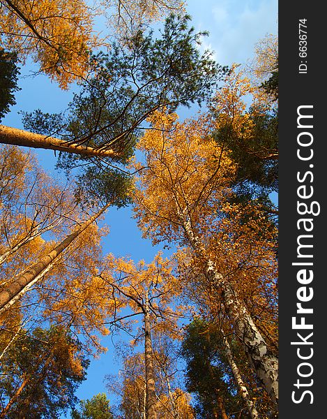 Multi-color autumn trees highs in october on a blue sky background vertical. Multi-color autumn trees highs in october on a blue sky background vertical