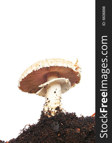 Mushroom in soil isolated against white. Mushroom in soil isolated against white
