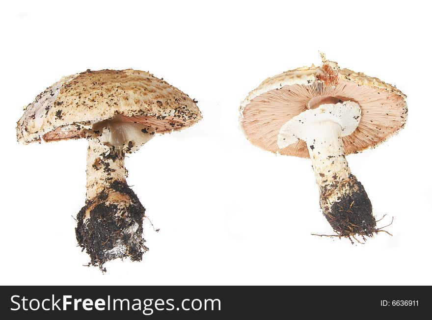 Two mushrooms isolated on a white background