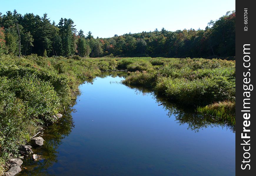 Quiet Forest Creek