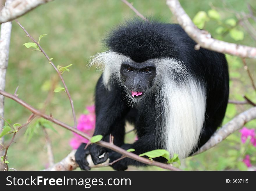 Wildlife - monkey in Kenya - Africa