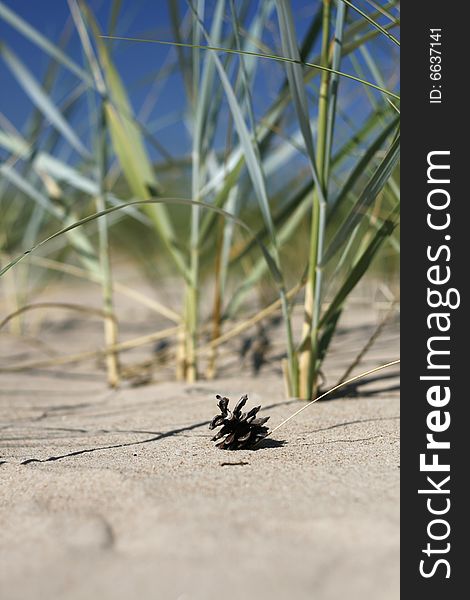 One pine cone on sand with shallow dof