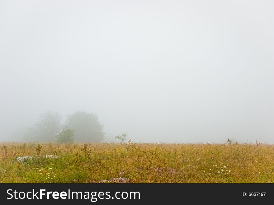 Bushes on a blooming meadow in a fog. Bushes on a blooming meadow in a fog