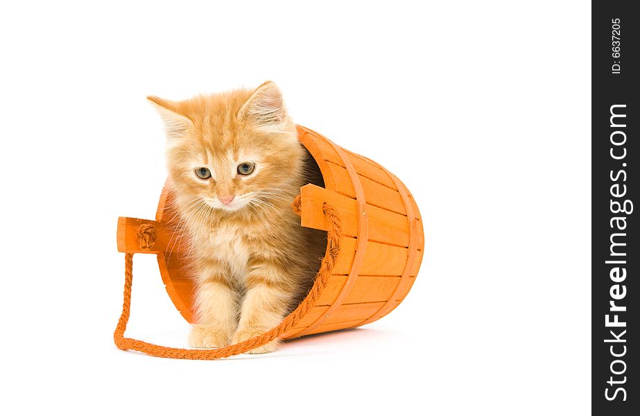 A kitten sits inside of a tipped over orange barrel used as Halloween decorations. A kitten sits inside of a tipped over orange barrel used as Halloween decorations