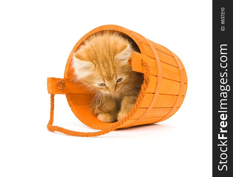 A kitten sits inside of a tipped over orange barrel used as Halloween decorations. A kitten sits inside of a tipped over orange barrel used as Halloween decorations