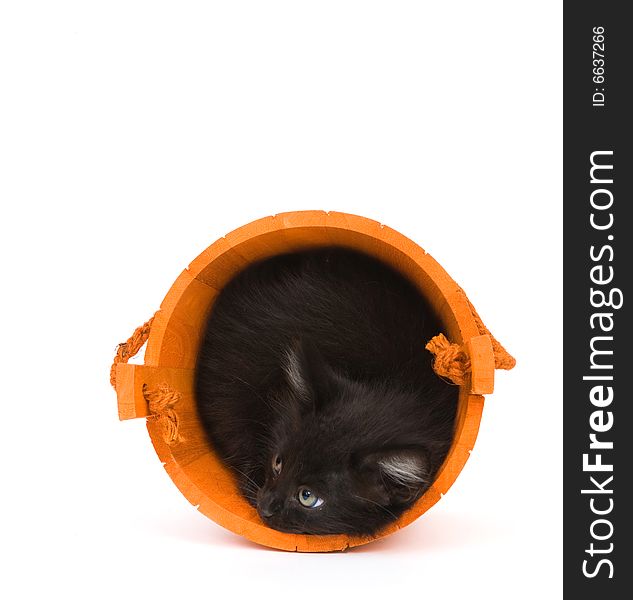 A black kitten inside of an orange barrel used for halloween decorations. A black kitten inside of an orange barrel used for halloween decorations