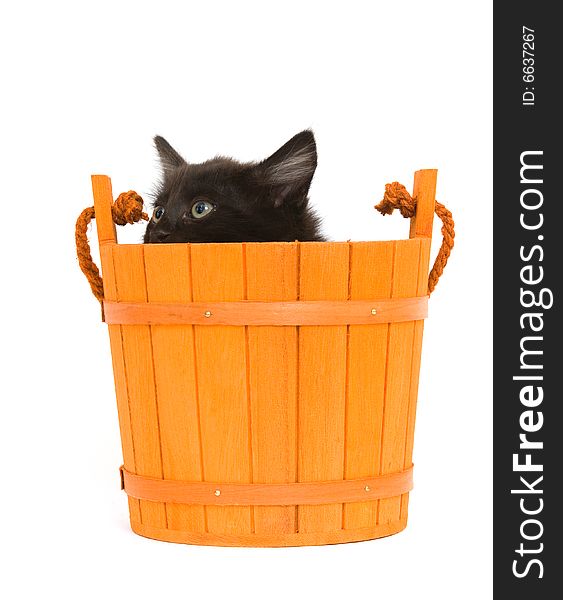 A black kitten inside of an orange barrel used for halloween decorations. A black kitten inside of an orange barrel used for halloween decorations