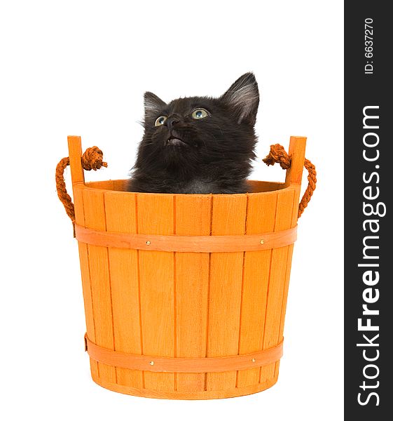 A black kitten inside of an orange barrel used for halloween decorations. A black kitten inside of an orange barrel used for halloween decorations