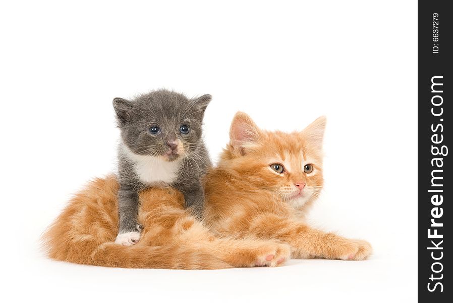 Two kittens , one which is only a few weeks old, sitting on a white background. Two kittens , one which is only a few weeks old, sitting on a white background