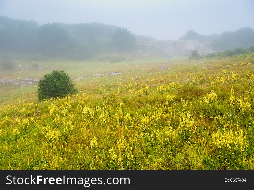 Yellow flowers in a misty morning meadow in Crimea, Ukraine