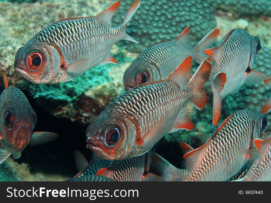 School of Blotcheye Soldierfish in the Indian Ocean. School of Blotcheye Soldierfish in the Indian Ocean