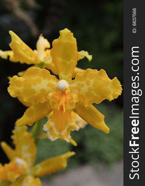 Yellow orchid in the garden