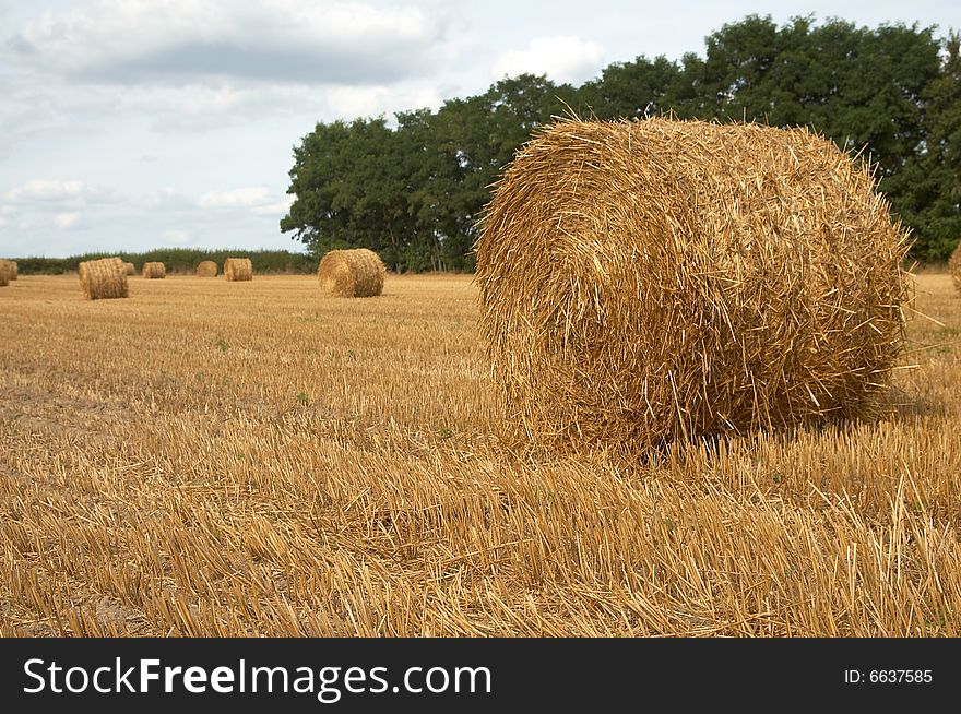 Hay bales in harvested field