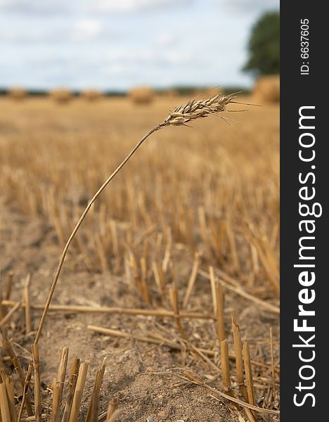 Ear of wheat in harvested field