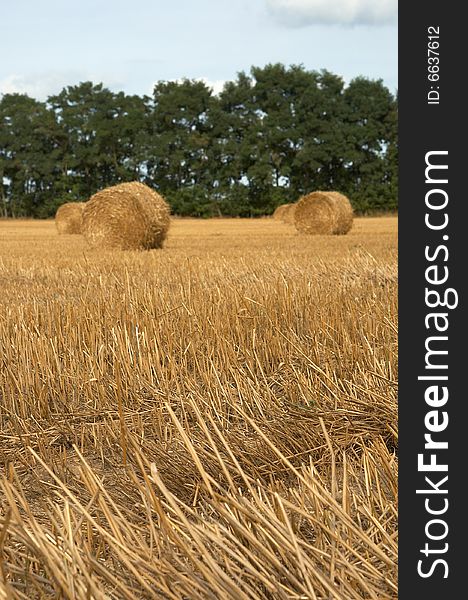 Hay bales in harvested field