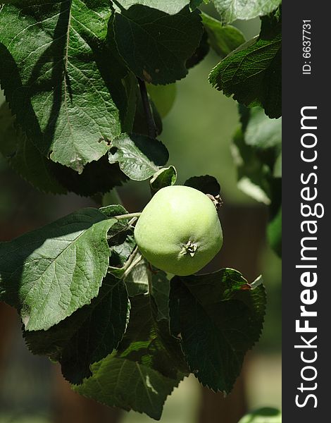 Little green apple in the garden