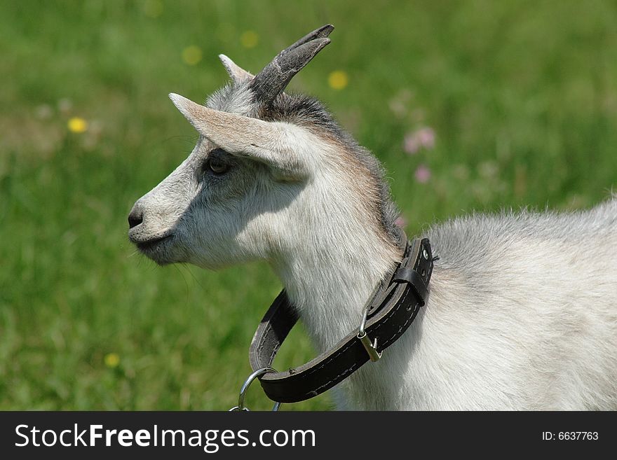 She-goat on the meadow