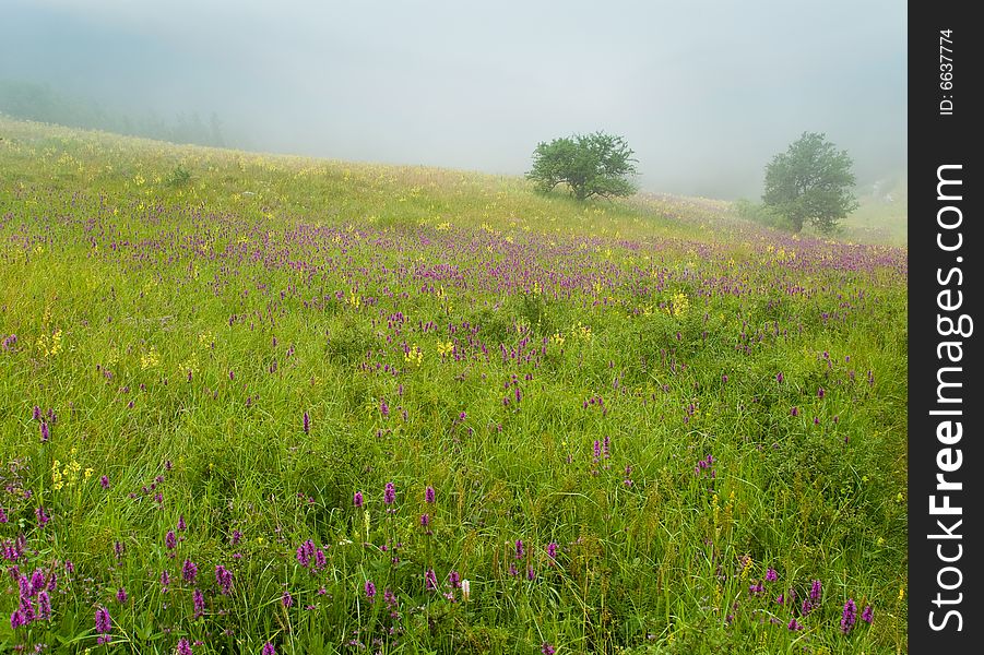 Bushes on a blooming meadow in a fog. Bushes on a blooming meadow in a fog