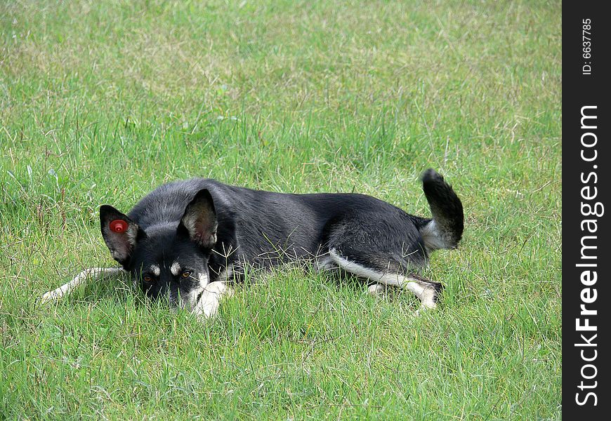One German shepherd has a rest on green grass