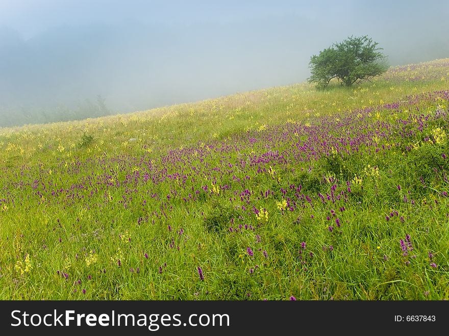 Bush on a blooming meadow in a fog. Bush on a blooming meadow in a fog