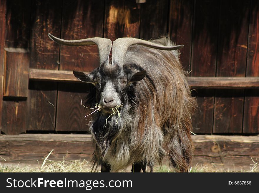 He-goat on the farm