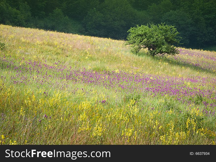 Bush on a blooming meadow in Crimea nature, Ukraine