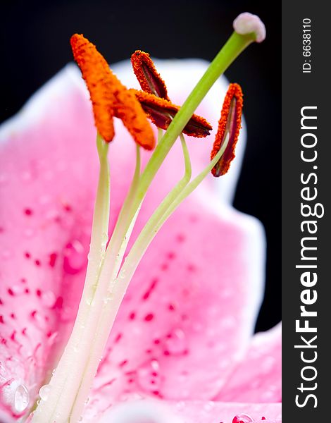 Photograph of Lilly flower closeup. Photograph of Lilly flower closeup