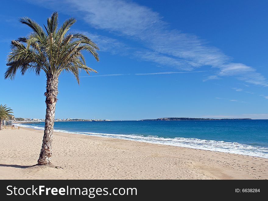 Lone palm tree on the Cannes beach front. Lone palm tree on the Cannes beach front.