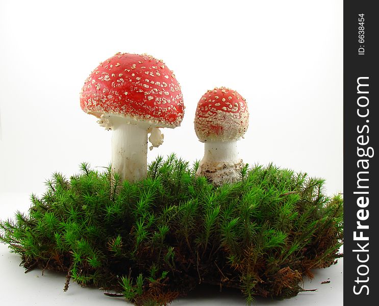 Fly agaric mushrooms isolated over white background, Amanita muscaria.