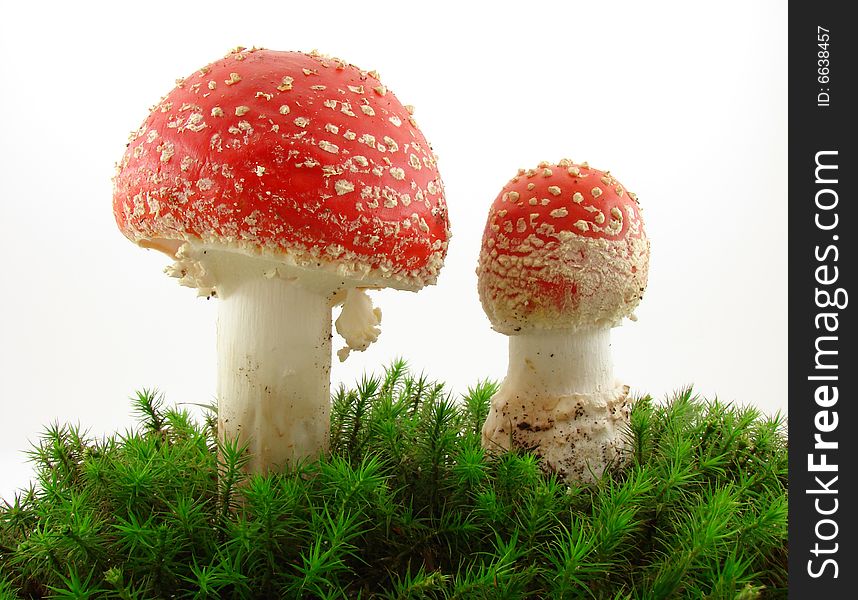 Fly agaric mushrooms isolated over white background, Amanita muscaria.