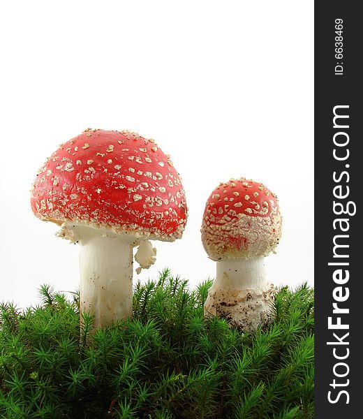 Fly agaric mushrooms isolated over white background, growing from the moss, Amanita muscaria.