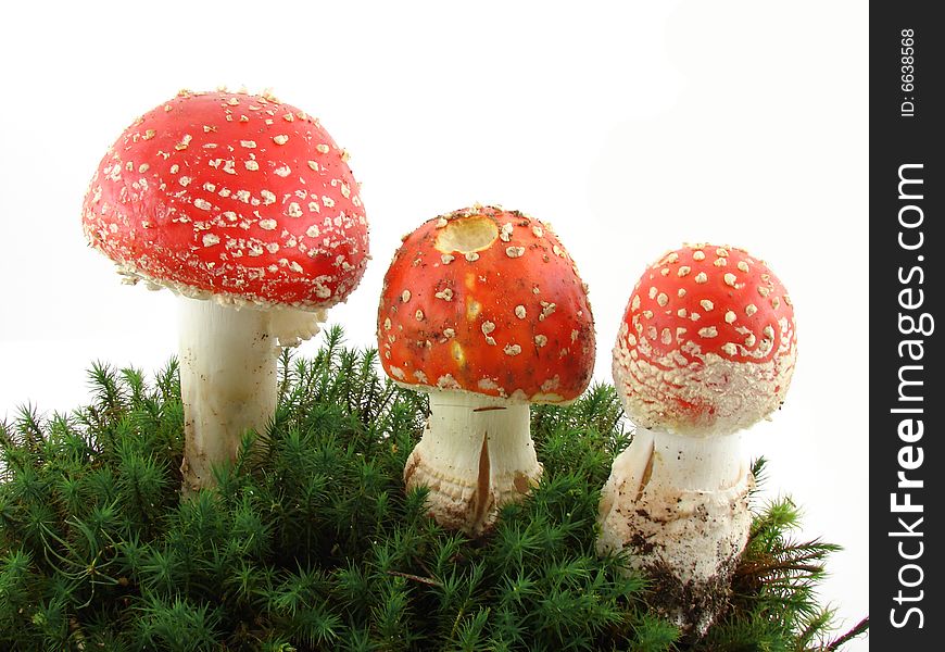 Fly agaric mushrooms isolated over white background, growing from the moss, Amanita muscaria.