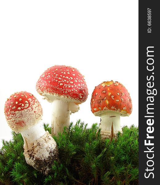 Fly agaric mushrooms isolated over white background, growing from the moss, Amanita muscaria.