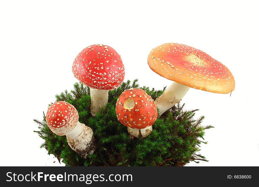 Fly agaric mushrooms isolated over white background, growing from the moss, Amanita muscaria.