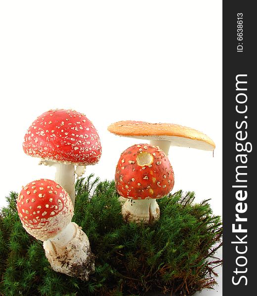 Fly agaric mushrooms isolated over white background, growing from the moss, Amanita muscaria.