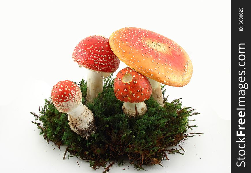 Fly agaric mushrooms isolated over white background, growing from the moss, Amanita muscaria. Fly agaric mushrooms isolated over white background, growing from the moss, Amanita muscaria.