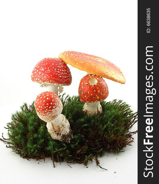 Fly agaric mushrooms isolated over white background, growing from the moss, Amanita muscaria.