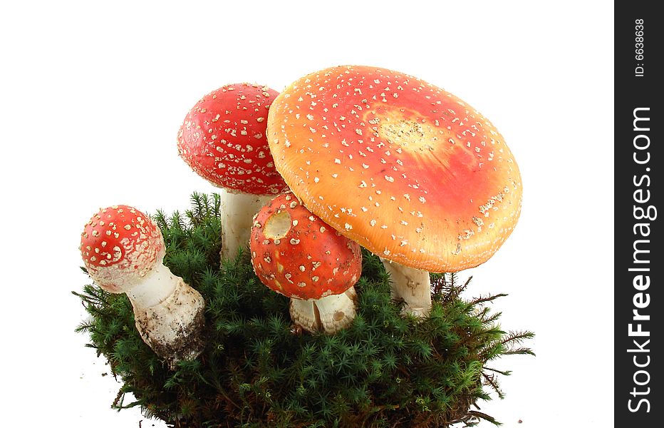 Fly agaric mushrooms isolated over white background, growing from the moss, Amanita muscaria.