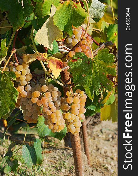 Mature grapes on plant in autumn