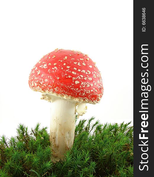 Fly agaric mushrooms isolated over white background, growing from the moss, Amanita muscaria.