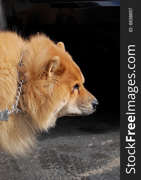 Chow chow breed pet dog out on walk. Chow chow breed pet dog out on walk