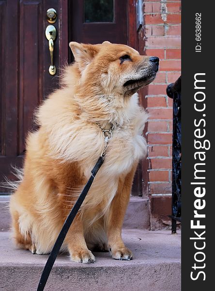 Chow Chow Dog On Stoop