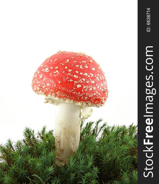 Fly agaric mushroom isolated over white background, growing from the moss, Amanita muscaria.