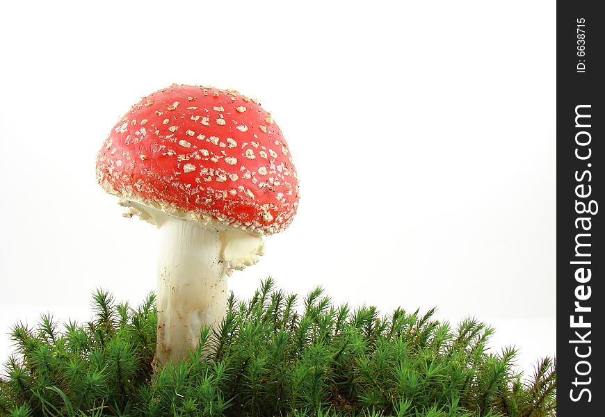 Fly agaric mushroom isolated over white background, growing from the moss, Amanita muscaria.