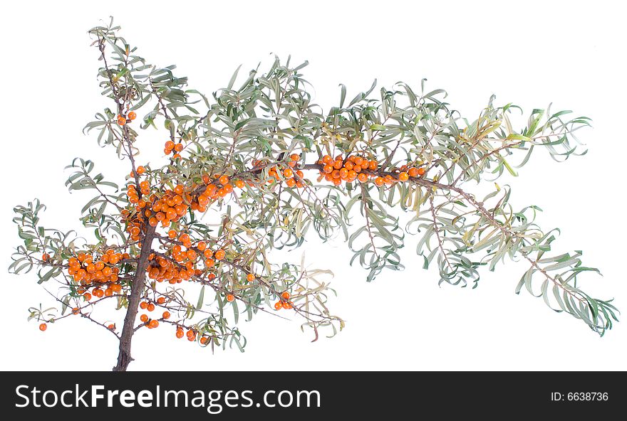 Close-up branch of sea-buckthorn, isolated on white