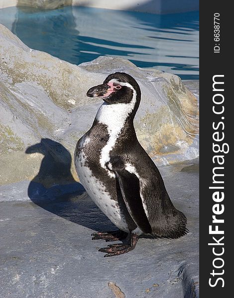 An african penguin on rock in zoo